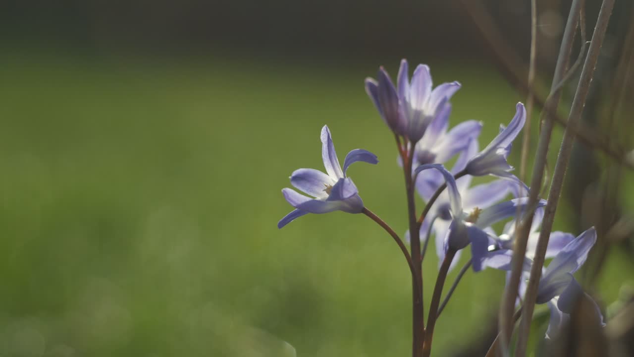 Lilla, liten blomst på uskarp grønn bakgrunn.