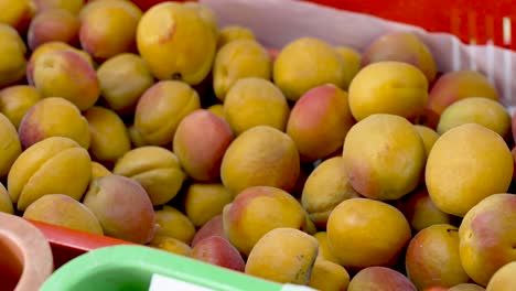 a vibrant display of ripe apricots fills a colorful basket at a bustling farmers market