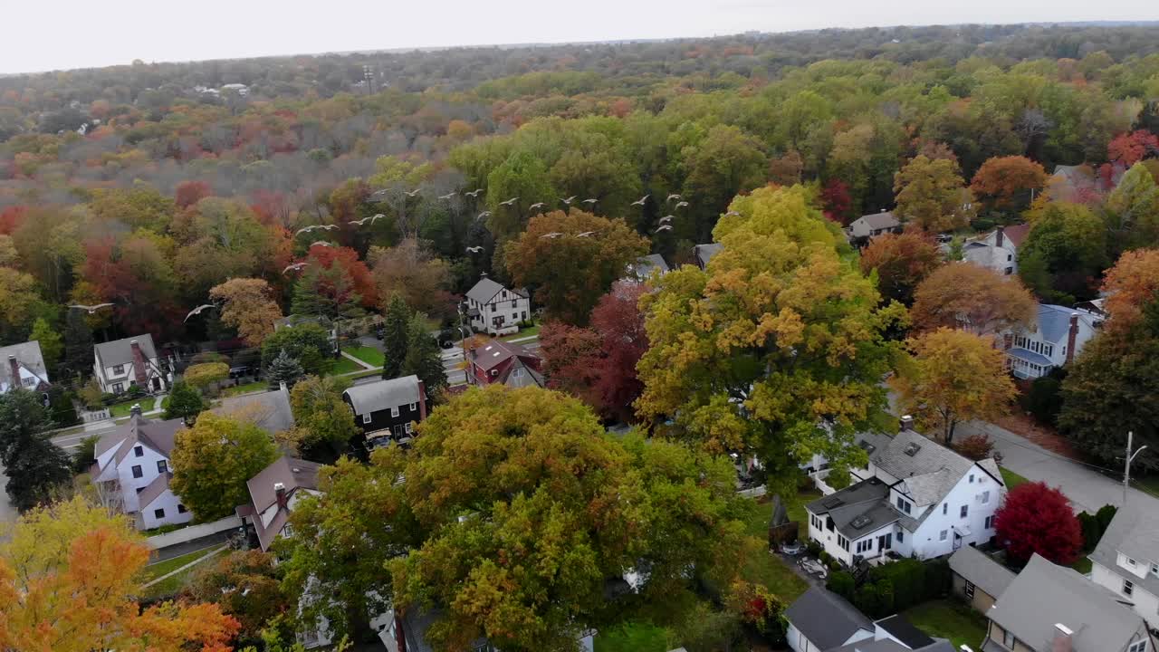 volando con unos gansos