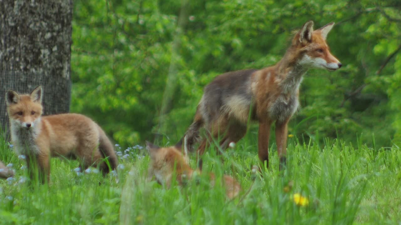 lindo cachorro de zorro rojo se para en la hierba y mira a la cámara