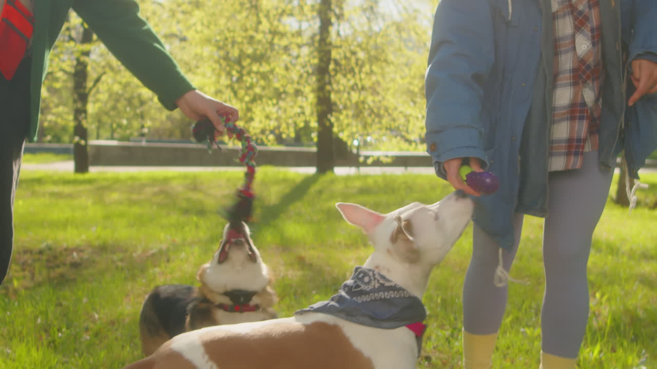 People playing with their dogs in a sunny park