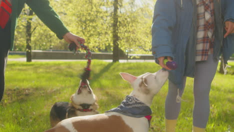 people playing with their dogs in a sunny park