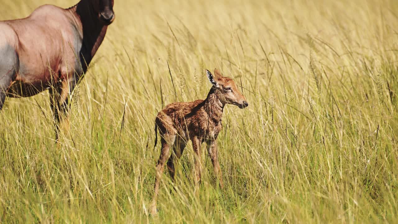 아프리카 야생동물의 보존에 대한 느린 촬영, 케냐의 마사이 마라 국립 보호구역에서 어머니와 가까운 어린 아기 토피를 위해 지속 가능한 아프리카 사파리 동물 마사이 마라 북 보호구역