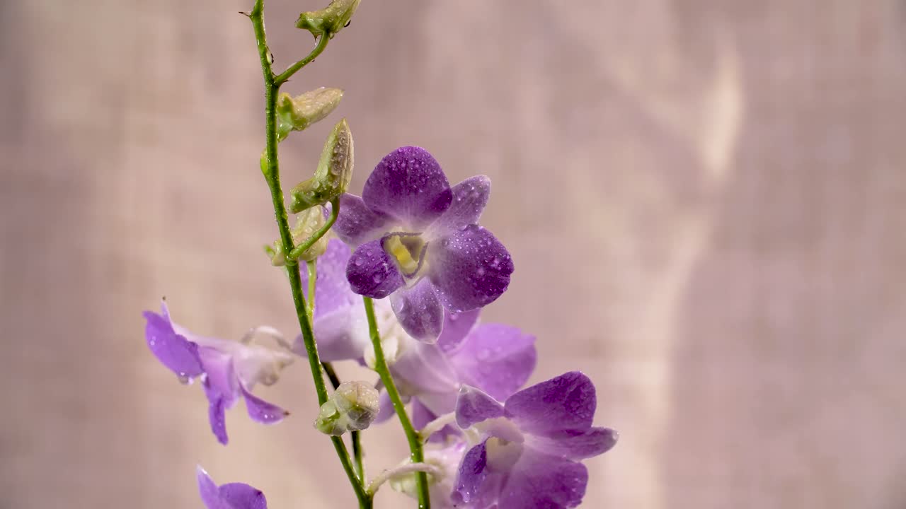 4k hermosa orquídea púrpura fresca, de cerca