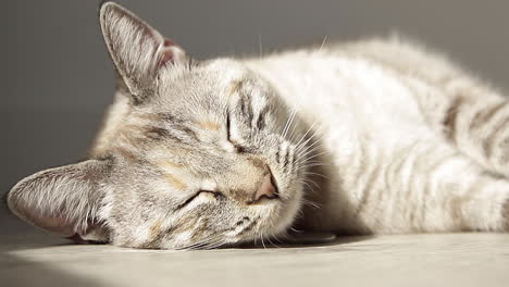 un paisaje de un gato tratando de dormir en el suelo - primer plano