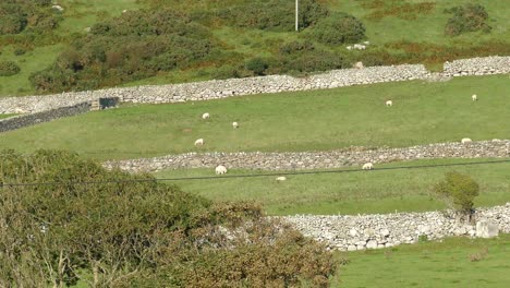 Sheep-foraging-and-chilling-in-a-field-at-sunset