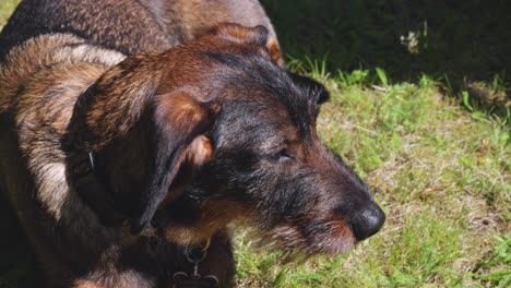 wire haired dash hund sitting in the grass on sunny day