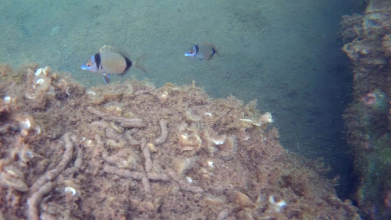 Due pesci farfalla nuotano accanto a una struttura rocciosa ricoperta di vegetazione marina sul fondale marino, mostrando la vita marina.