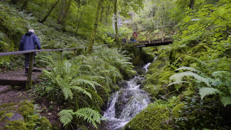 forest waterfall with hiking trail and bridge