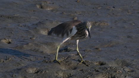 Una-De-Las-Garzas-De-Estanque-Encontradas-En-Tailandia-Que-Muestran-Diferentes-Plumajes-Según-La-Temporada