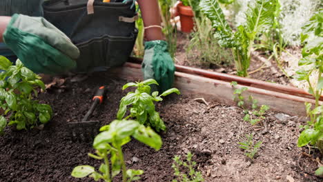 person planting basil in a raised garden bed