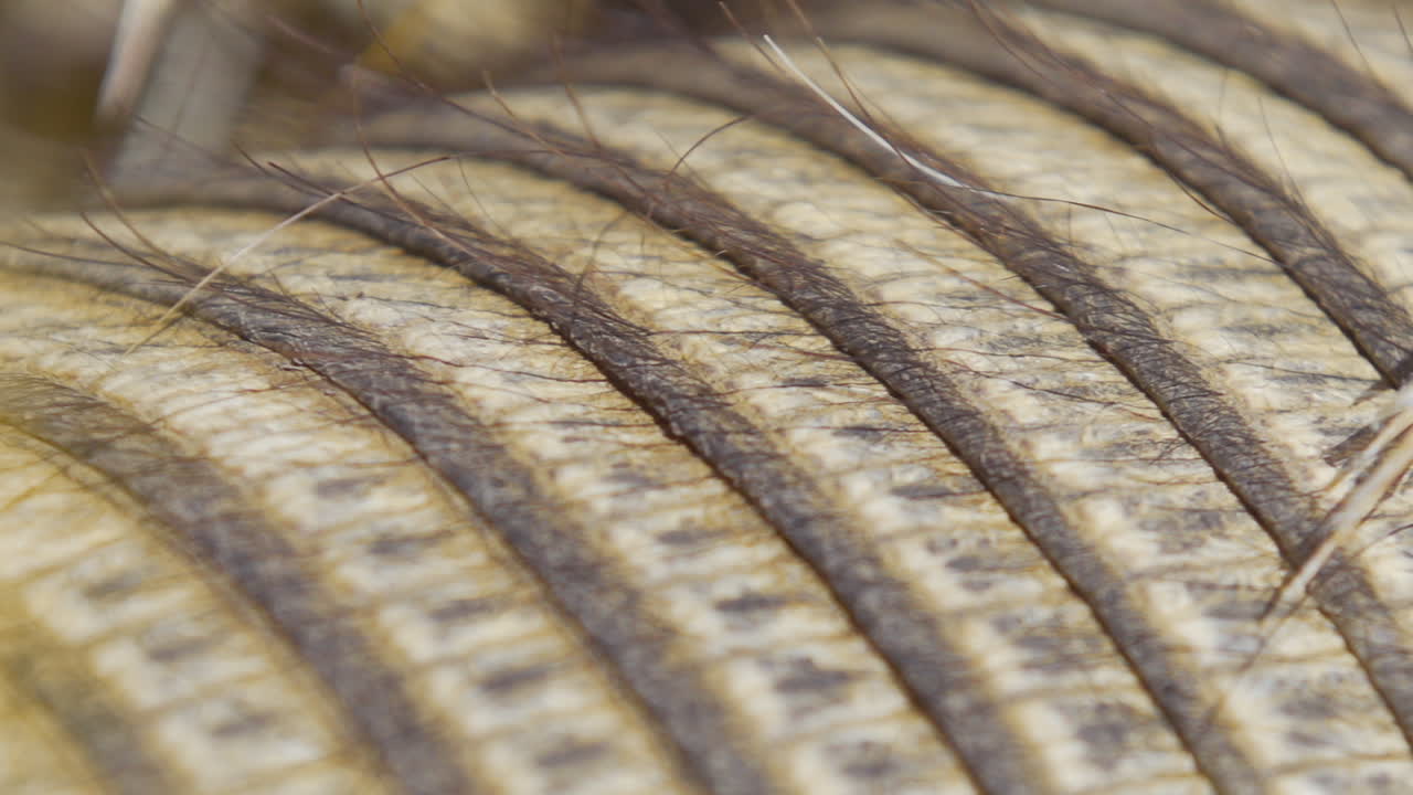 перо застряло в чешуе броненосца