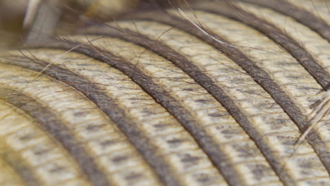 una pluma está atrapada en las escamas de un armadillo