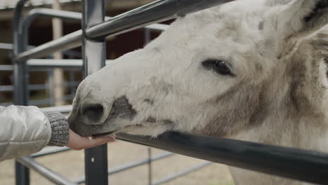 the child feeds the donkey, gives him a treat through the fence.