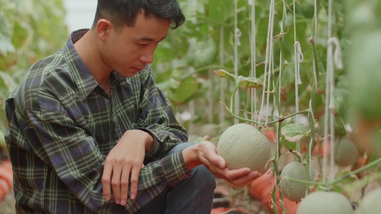 Farmer inspecting melons in greenhouse