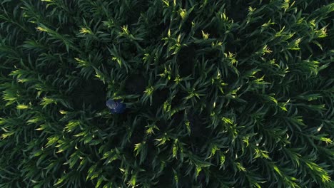 man working in corn field