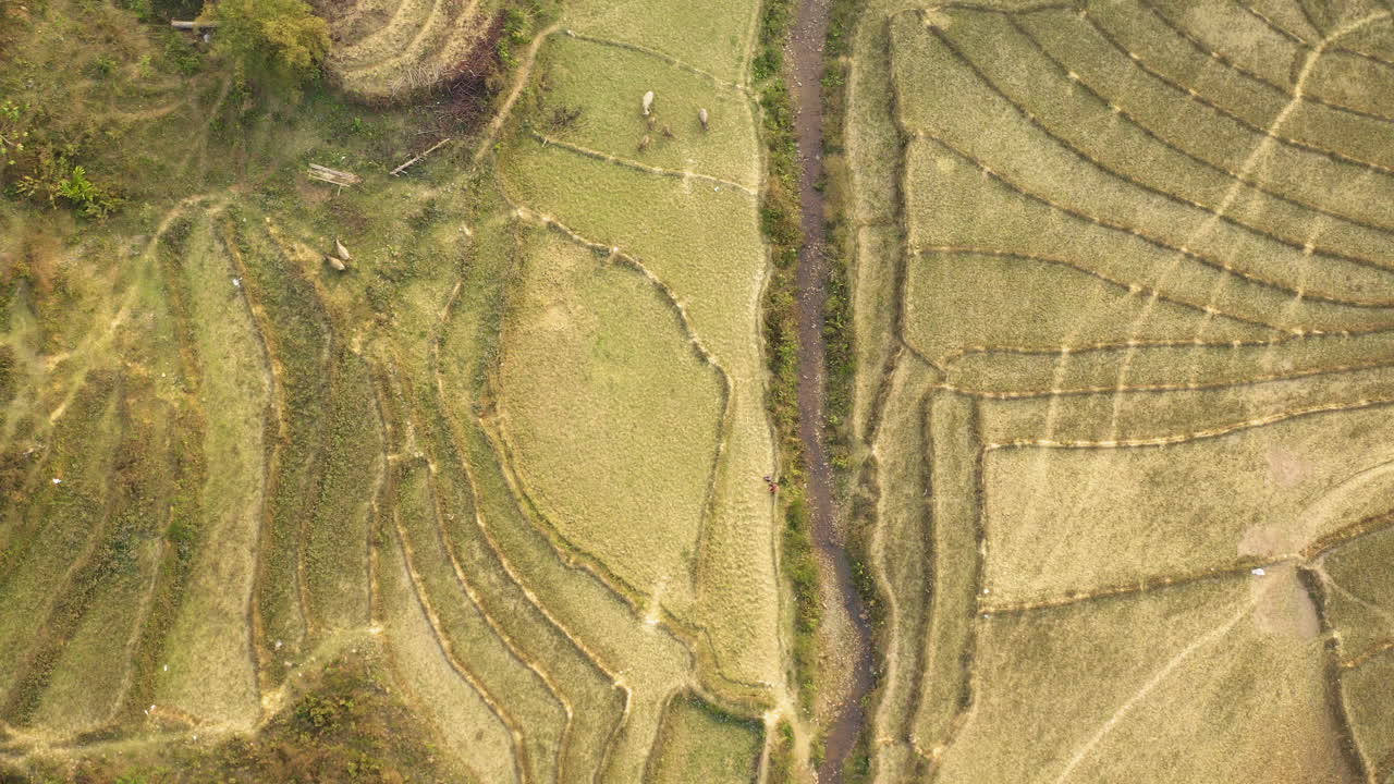 Aerial top-down shot of lush fields, revealing patterns and textures from above. Ideal for agriculture, nature, or environmental visuals, this footage offers a fresh, organized perspective