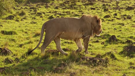 Slow-Motion-of-Male-Lion-Walking-and-Prowling,-Africa-Animals-on-African-Wildlife-Safari-in-Masai-Mara-in-Kenya-at-Maasai-Mara,-Steadicam-Tracking-Gimbal-Following-Shot-Close-Up