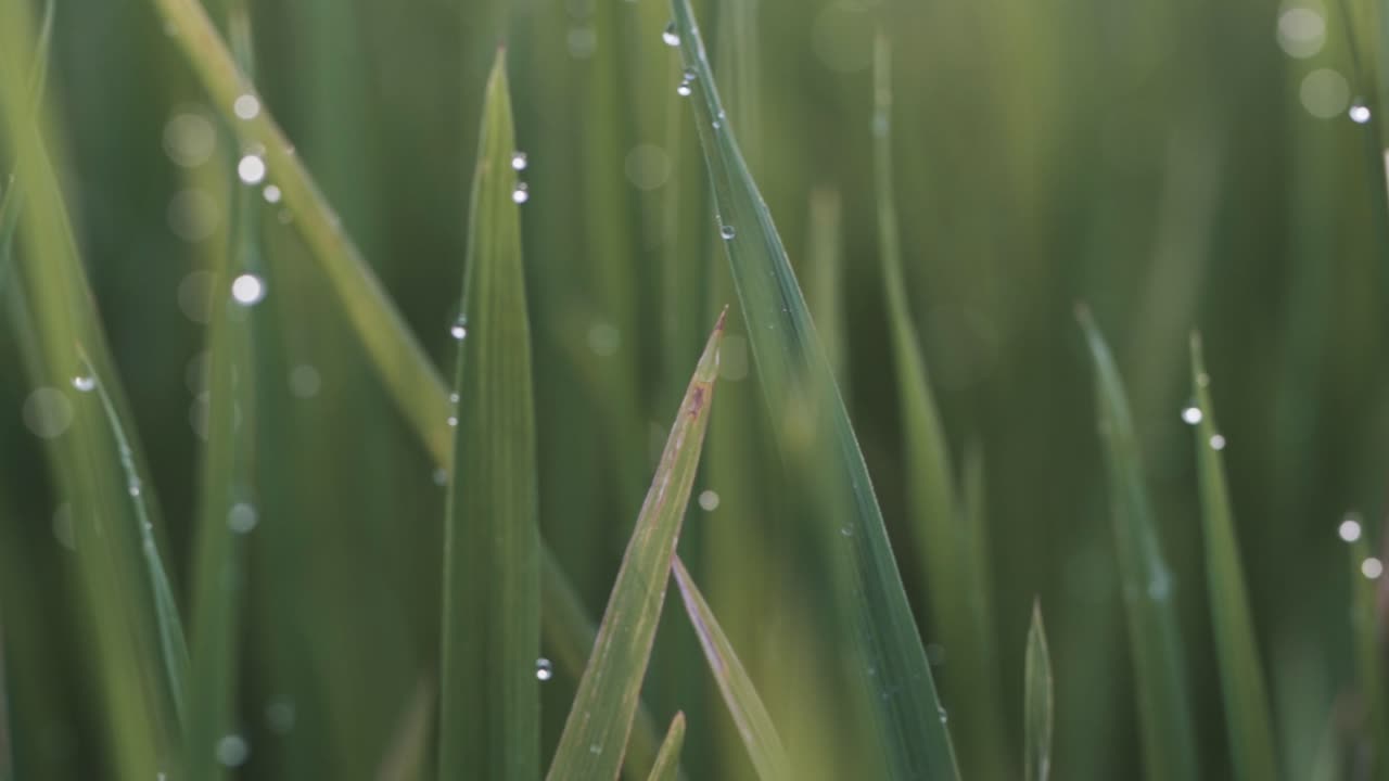 Bokeh through rice fields at sunrise
