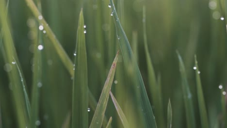 bokeh through rice fields at sunrise