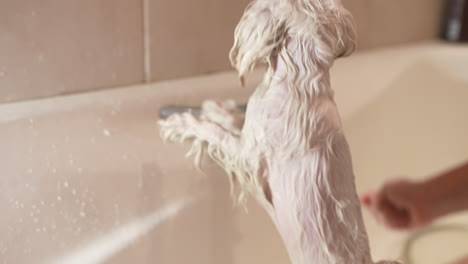 el perro tomando un baño.