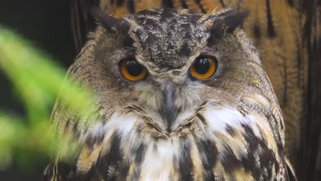 eurasian eagle-owl (bubo bubo) close-up.