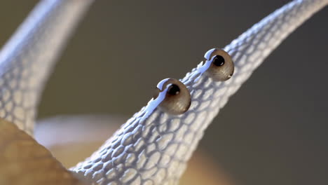 macro close-up of snail eyes