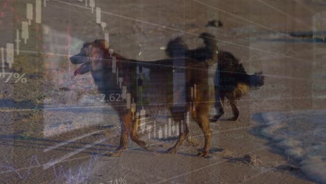 animación del procesamiento de datos sobre perros