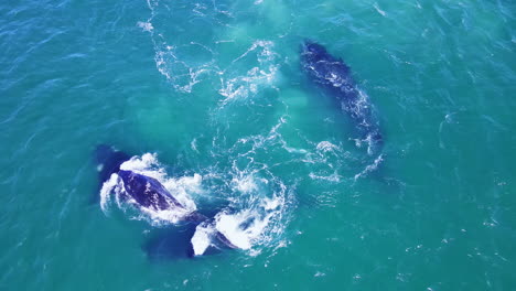 Vista-Superior-Del-Grupo-De-Apareamiento-De-Ballenas-Francas-Australes-En-Aguas-Azules-Del-Atlántico,-Hermanus