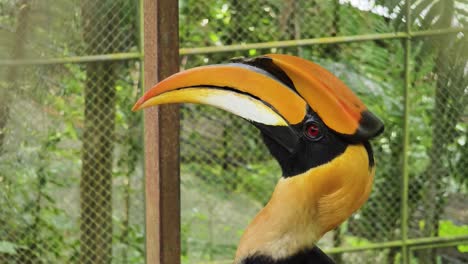 close-up of a hornbill