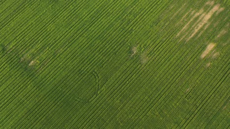 aerial drone shot of grassland farming agriculture