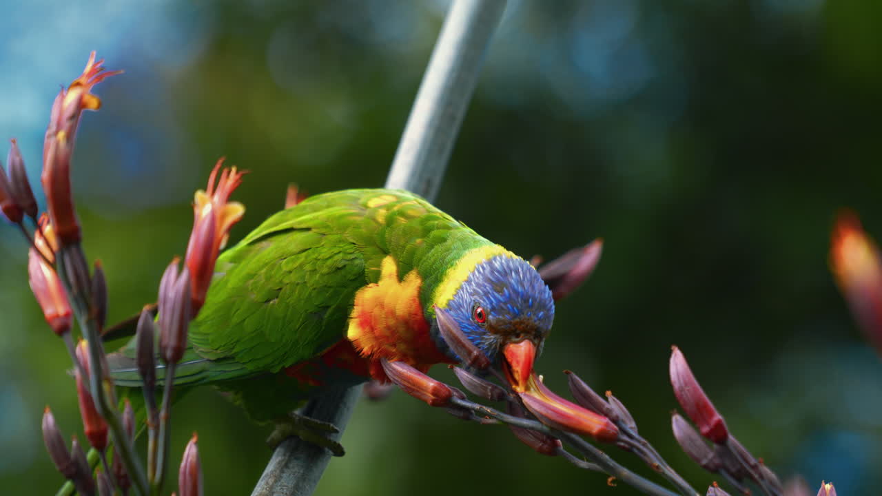 호주의 야생에서 무지개 lorikeet lory