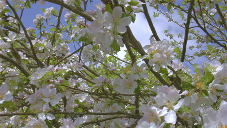 macro shot through apple blossoms