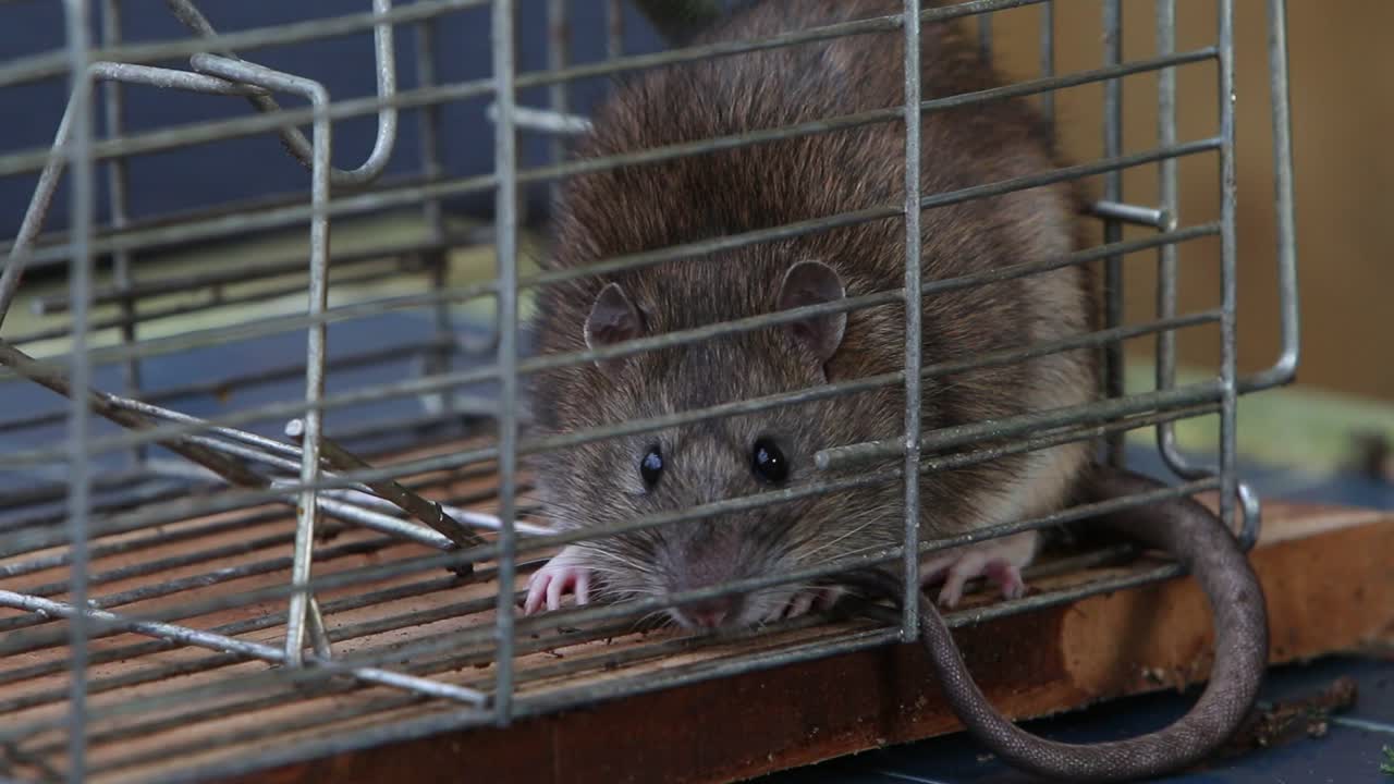 Primer plano de una rata parda, Rattus norvegicus, atrapada en una trampa de captura viva