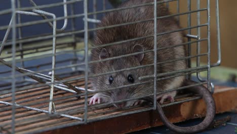 primer plano de una rata marrón, rattus norvegicus, atrapada en una trampa viva