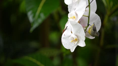 un pájaro pico de flores de vientre naranja hembra volando alrededor de una flor de orquídea blanca