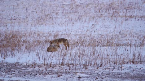 coyote in a snow covered open field