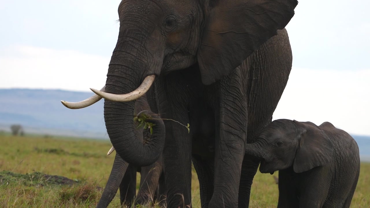 Un'elefantessa madre che allatta il suo cucciolo nella natura selvaggia africana.