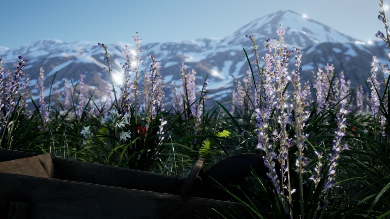 푸른 하늘과 눈으로  ⁇ 인 산이 있는 라벤드  ⁇