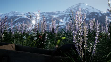 lavender field with blue sky and mountain cover with snow