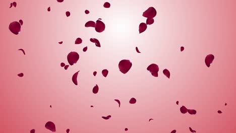 rose petals falling