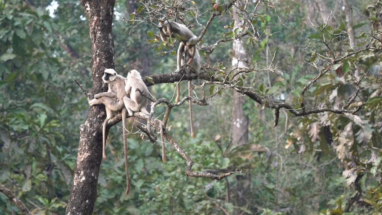 algunos monos langur relajándose en un árbol en el parque nacional de chitwan