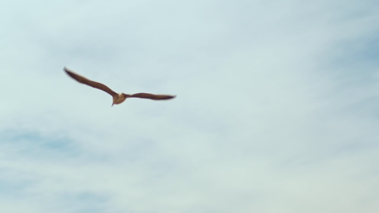 A Seagull Soars Over a Summer Day at the Beach in Scheveningen, The Netherlands - Tracking Shot