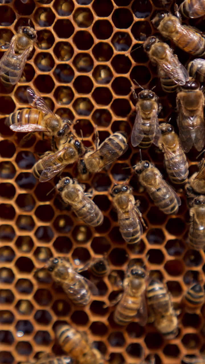 Family of bees and their queen on the honeycombs filled with honey. Cells covered with wax tops and some cells containing larvae. Close up. Vertical video