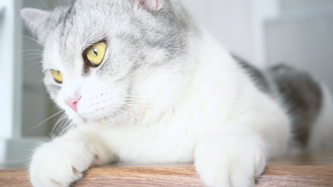 귀여운 고양이, 고양이 청소