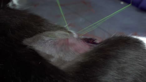 a veterinarian sutures a wound after a sterilization surgery using pliers, a needle, and surgical thread