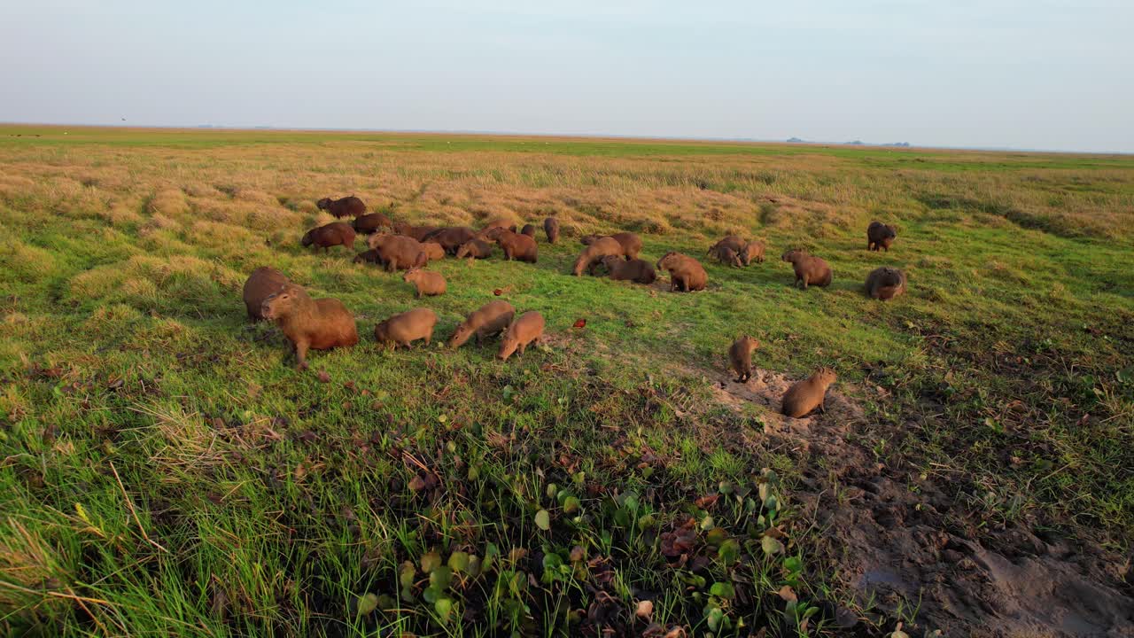 Aerial view of a wild herd of capybaras feeding on the grassland in the Llanos, Venezuela at sunrise golden light