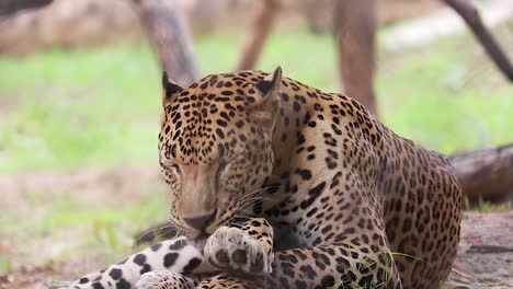 Indian-leopard-cleaning-his-front-feet-by-licking,-close-up-of-leopard-in-the-forest