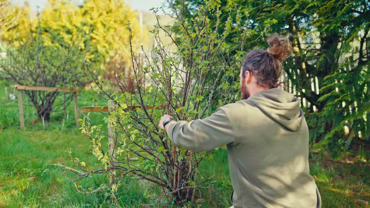 Man Pruning With Shears - Close Up