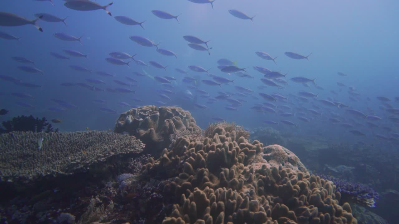 camera gliding over a healthy coral reef with a school of bluefin fusiliers swimming over it in opposite direction.